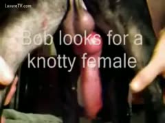 The owner displays his dog's largest knob!
